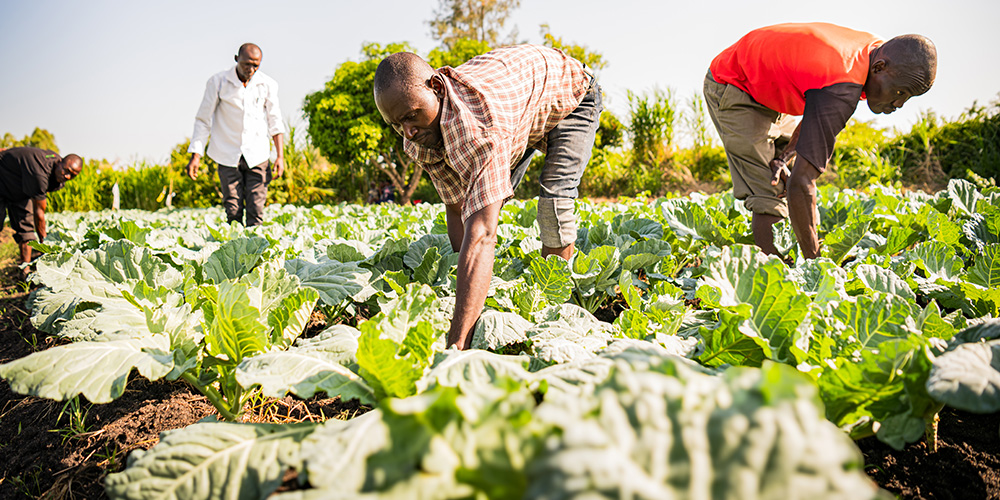 Kevin uit Kenia runt samen met andere vaders een moestuin.